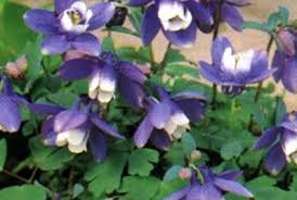 Image result for Aquilegia flabellata ministar