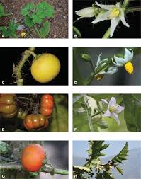 Image result for Solanum chrysotrichum