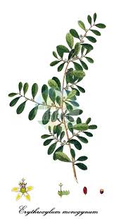 Image result for Erythroxylum emarginatum