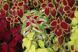 Deer are a grazing species, but there are many plants that they naturally avoid. Are Coleus Plants Perennial Flowers Ehow Deer Resistant Flowers Deer Proof Plants Deer Resistant Landscaping