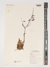 Image result for Graphorkis