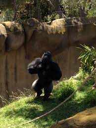 Silverback Gorilla At Santa Barbara Zoo In California Gorilla Silverback Gorilla Santa Barbara Zoo