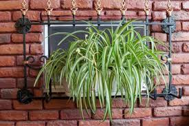 Check out our bonnie spider plant selection for the very best in unique or custom, handmade pieces from our craft supplies & tools shops. Spider Plants Airplane Plant How To Grow And Care For Beginners Florgeous