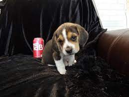 Male Mini Tiny Pocket Beagle Puppy Very Cute For Sale Baby Beagle Beagle Puppy Pocket Beagle