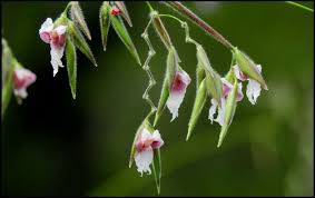 Image result for Thalia geniculata