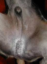 Anders als die kastration erfolgt eine chemische sterilisation der wann sollte eine hündin am besten kastriert werden? Kastration Des Ruden Tierarztpraxis Dr Rogalla Dr Rummel