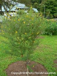 Image result for Cassia thyrsoidea