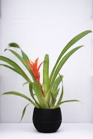 Make sure your pet doesn't get their paws on any plants with bulbs while you're organising your garden for spring, as many of them can be poisonous. Bromeliad Poisonous To Dogs Online