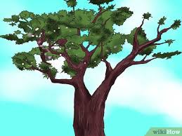 Como Identificar Uma Cerejeira 5 Passos Com Imagens Flor de cerejeira significa a beleza feminina e simboliza o amor, a felicidade, a renovação e a esperança. como identificar uma cerejeira 5