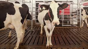 Poultry feed making machine manufacturing company. The World S First Floating Farm Making Waves In Rotterdam Bbc News