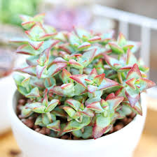Image result for Crassula zombensis