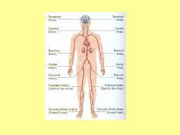 How to take radial and apical pluse. Vital Signs Module C What Are Vital Signs