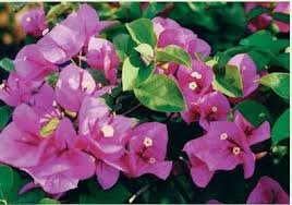 15 Maureen Hatten1 Jpg 397 279 Jardinagem