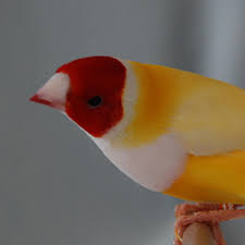 Most beautiful birds in the World