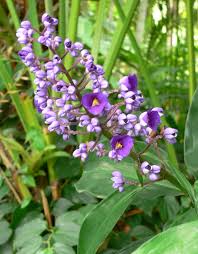 Image result for Dalechampia capensis