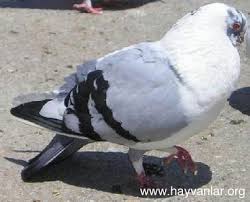 Turkiye De Yetisen Guvercinler Pigeon Animals Bird Wings