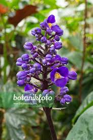Image result for Vitex thyrsiflora