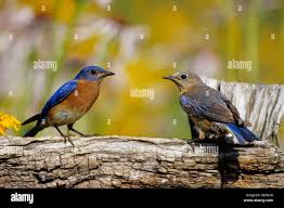 01377-15608 Eastern Bluebirds (Sialia sialis) male & female on fence near  flower garden, Marion Co. IL Stock Photo - Alamy