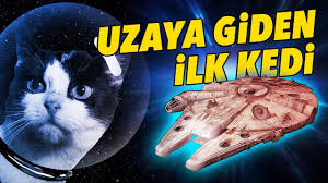 Uzaya Giden Ilk Kedi Ve Inanilmaz Hikayesi Youtube