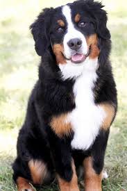 Bernese mountain dogs require frequent human companionship. German Shepherd Bernese Mountain Dog Mix Breed Profile