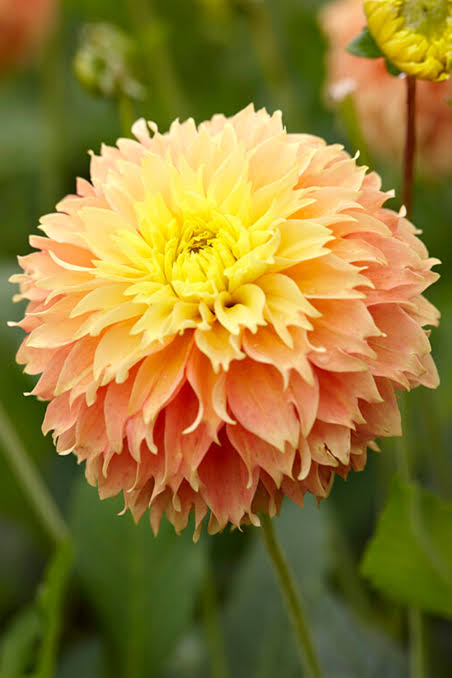 2 Dahlia Tubers