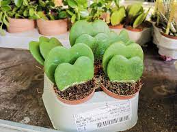 A popular plant around valentine's day is the sweetheart or valentine's hoya scientifically known as hoya kerrii and is #103 in 365 days of plants. Brincaflor Hoya Kerry Para Venda 1 Folha 3 50 2 Facebook