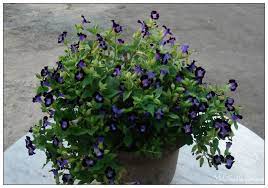 Bunga kantil sering dijadikan sebagai media pelet yang ampuh. My Green Eye S Torenia Lama Baru
