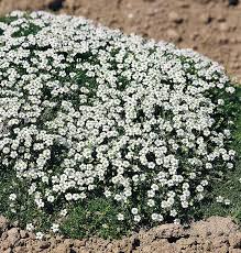 Image result for Sagina