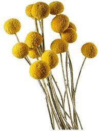 Check spelling or type a new query. Amazon De Dongarts 30 Stiele Pack Getrocknete Echte Naturliche Craspedia Blumen Billy Button Balle 45 Cm Hoch