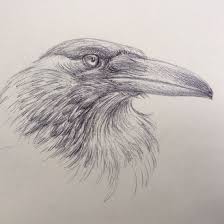 walter the pied crow ballpoint pen blackbird art art sketches beautiful drawings