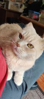 Cats with extra long whiskers or eyebrow whiskers