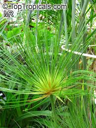 Image result for Cyperus papyrus