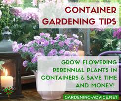 Maybe you would like to learn more about one of these? Container Flower Gardening Tips 10 Perennial Plants For Pots