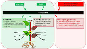 This is particularly effective when it comes to rats and mice. Frontiers Role Of Cytokinins For Interactions Of Plants With Microbial Pathogens And Pest Insects Plant Science