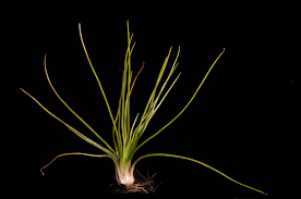 Image result for Isoetes welwitschii