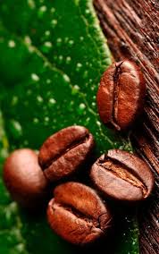 Instagram Kokofitness23 The Power Of Positivity Organic Coffee Coffee Beans Coffee Plant