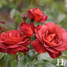 Find the perfect rose flower stock photos and editorial news pictures from getty images. Hot Cocoa Rose Shrub Moderately Fragrant