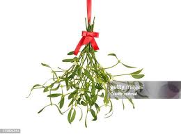 Image result for Loranthaceae