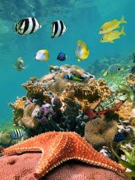 Under The Water Absolute Belize Sea World Ocean Life Ocean Creatures