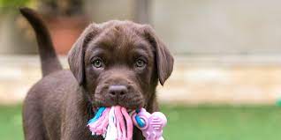 To start out, pick the style (or styles) of dog names that you like. How To Name A Dog Pick The Perfect Dog Name With These Helpful Tips Daily Paws