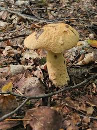 Image result for Boletus speciosus