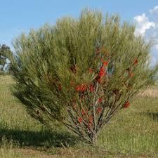 Image result for Hakea
