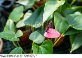 Does your flower resemble this? Anthurium Red Heart Image Photo Free Trial Bigstock