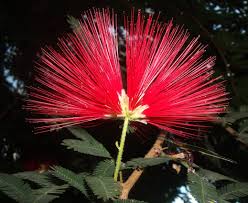 Image result for Calliandra tweedii