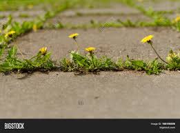 More images for flowers growing out of concrete » Several Dandelion Image Photo Free Trial Bigstock