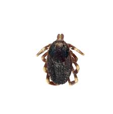 Call today for professional bed bug removal in san antonio and the surrounding areas! Tick