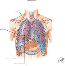 The liver labeled diagram stock vector illustration of. Fun Fact Liver Outlander Anatomy