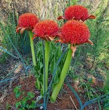 Image result for Scadoxus