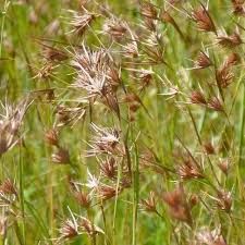 Image result for Themeda triandra