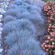 One Of The Most Beautiful And Eye Catching Of All Ornamental Grasses Boulder Blue Festuca Thrives In Almost Any Garden C Blue Fescue Fescue Ornamental Grasses